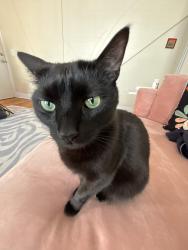 Lost Female Cat last seen Atlantic Street, Portland, ME 04101