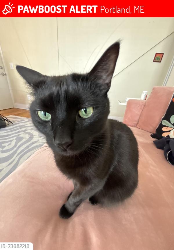 Lost Female Cat last seen Atlantic Street, Portland, ME 04101