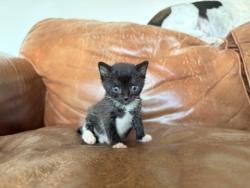 Shelter Stray Female Cat last seen Near Madison Ave, 21217, MD, 301 Stockholm St, Baltimore, MD 21230, USA