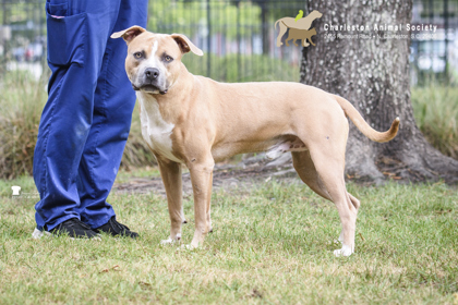 Shelter Stray Male Dog last seen Near Rivers Avenue, North Charleston, SC, 2455 Remount Rd, North Charleston, SC 29406, USA