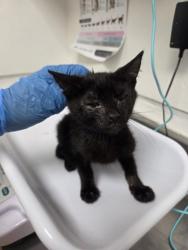 Shelter Stray Female Cat last seen , , CA, 1101 29th Ave, Oakland, CA 94601, USA