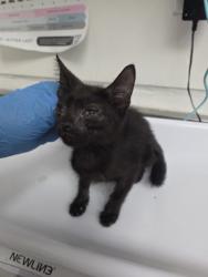 Shelter Stray Female Cat last seen , , CA, 1101 29th Ave, Oakland, CA 94601, USA