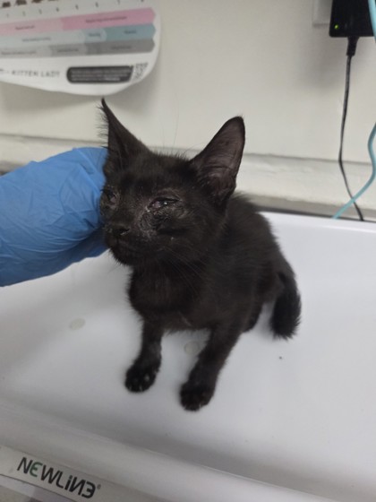 Shelter Stray Female Cat last seen , , CA, 1101 29th Ave, Oakland, CA 94601, USA