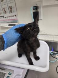 Shelter Stray Male Cat last seen , , CA, 1101 29th Ave, Oakland, CA 94601, USA