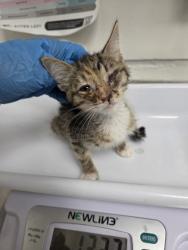 Shelter Stray Female Cat last seen , , CA, 1101 29th Ave, Oakland, CA 94601, USA