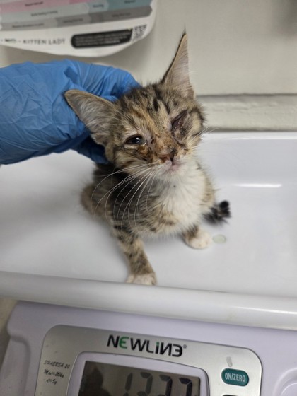 Shelter Stray Female Cat last seen , , CA, 1101 29th Ave, Oakland, CA 94601, USA
