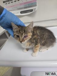 Shelter Stray Female Cat last seen , , CA, 1101 29th Ave, Oakland, CA 94601, USA
