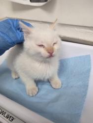Shelter Stray Male Cat last seen Near Wentworth Ave - abandoned in unit, Oakland, CA, 1101 29th Ave, Oakland, CA 94601, USA