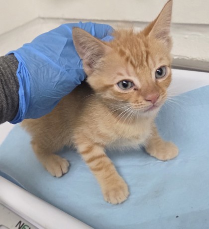 Shelter Stray Male Cat last seen Near Wentworth Ave - abandoned in unit, Oakland, CA, 1101 29th Ave, Oakland, CA 94601, USA
