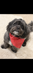 Lost Male Dog last seen 29th and Indiana, Kansas City, MO 64128