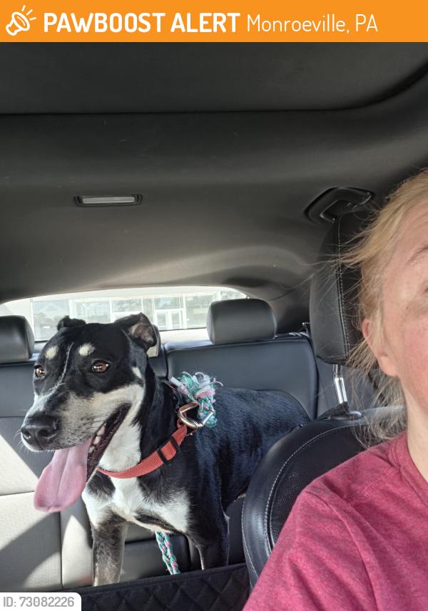 Found/Stray Unknown Dog last seen Planet Fitness, Monroeville, PA 15146