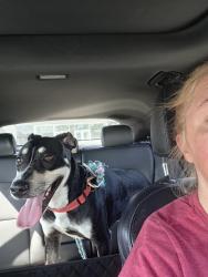 Found/Stray Unknown Dog last seen Planet Fitness, Monroeville, PA 15146