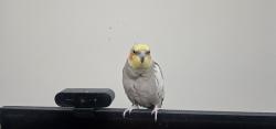 Lost Male Bird last seen Inman sq, Cambridge, MA 02139