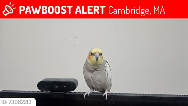 Lost Male Bird last seen Inman sq, Cambridge, MA 02139