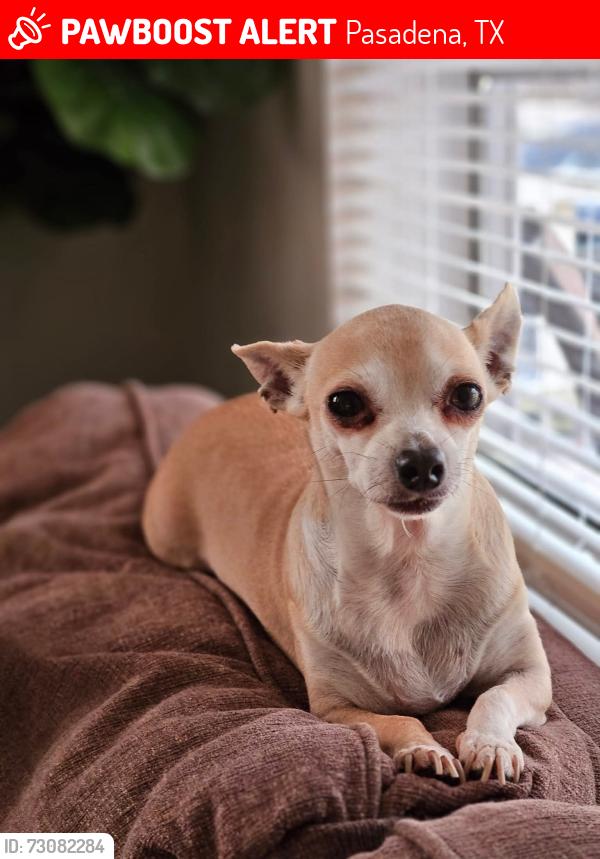Lost Female Dog last seen Shaver st, main st, southmore, richey st, Pasadena, TX 77506