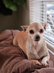 Lost Female Dog last seen Shaver st, main st, southmore, richey st, Pasadena, TX 77506