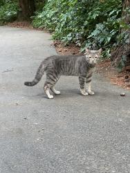 Found/Stray Male Cat last seen Evergreen Park, Hillsboro, OR 97124