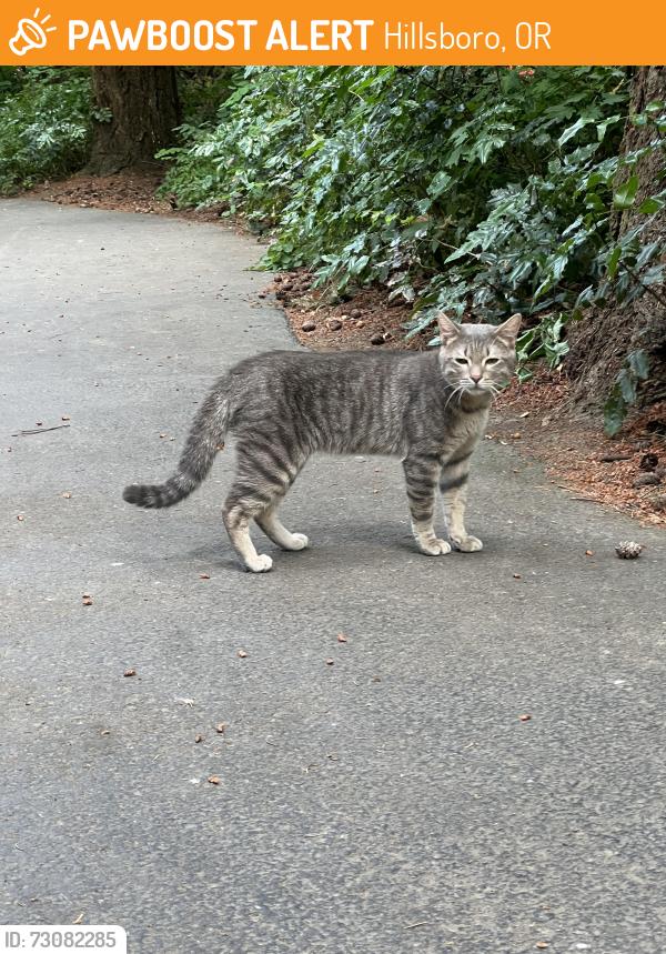 Found/Stray Male Cat last seen Evergreen Park, Hillsboro, OR 97124