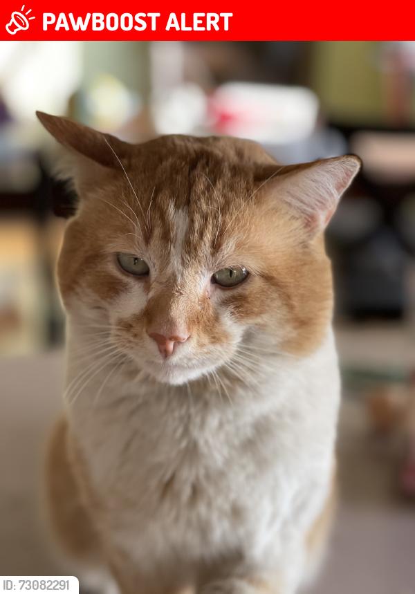 Lost Male Cat last seen NW Oak Ave, Deschutes County, OR 97756