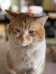 Lost Male Cat last seen NW Oak Ave, Deschutes County, OR 97756