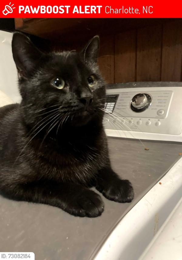 Lost Male Cat last seen Kilbourne and Sudbury, Charlotte, NC 28205