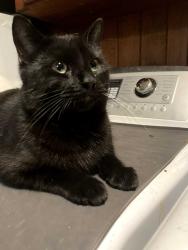 Lost Male Cat last seen Kilbourne and Sudbury, Charlotte, NC 28205
