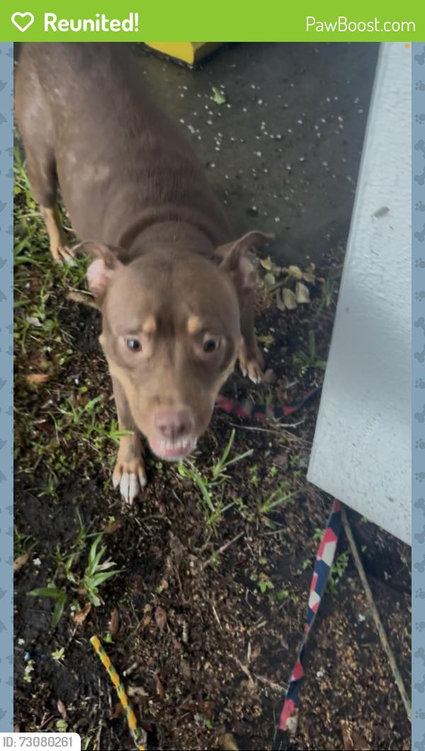 Reunited Female Dog last seen Dillingham and Emmett st , Kissimmee, FL 34741