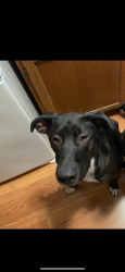 Lost Male Dog last seen Stoney point loop, Fayetteville, NC 28306