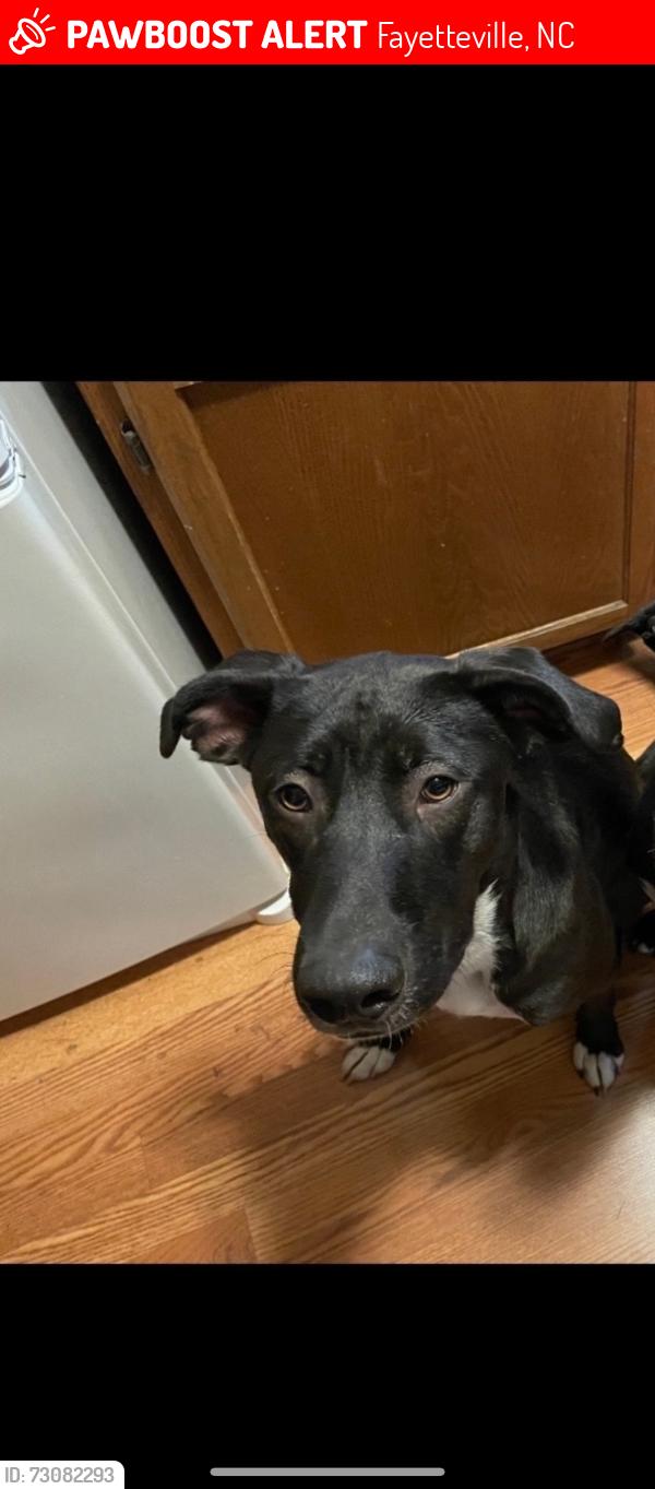 Lost Male Dog last seen Stoney point loop, Fayetteville, NC 28306