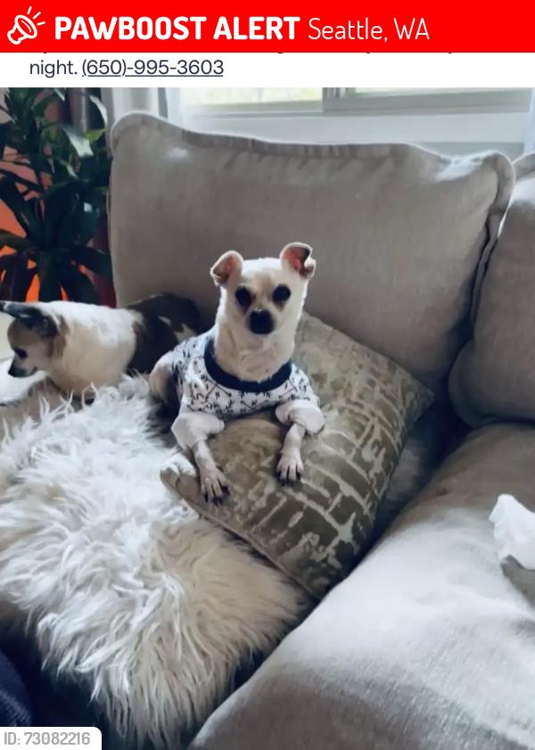 Lost Male Dog last seen S 116th St and Military Rd S, Seattle, WA 98168