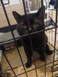 Reunited Male Cat last seen Garden Lane and Westridge, Festus, MO 63028