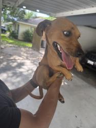 Found/Stray Male Dog last seen Pruette , west Lobit st, Baytown, TX 77520