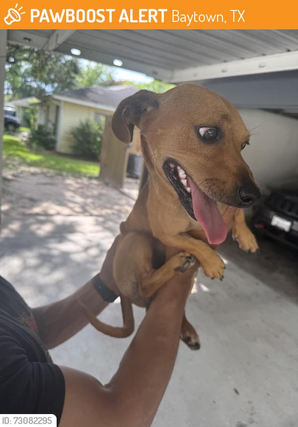 Found/Stray Male Dog last seen Pruette , west Lobit st, Baytown, TX 77520