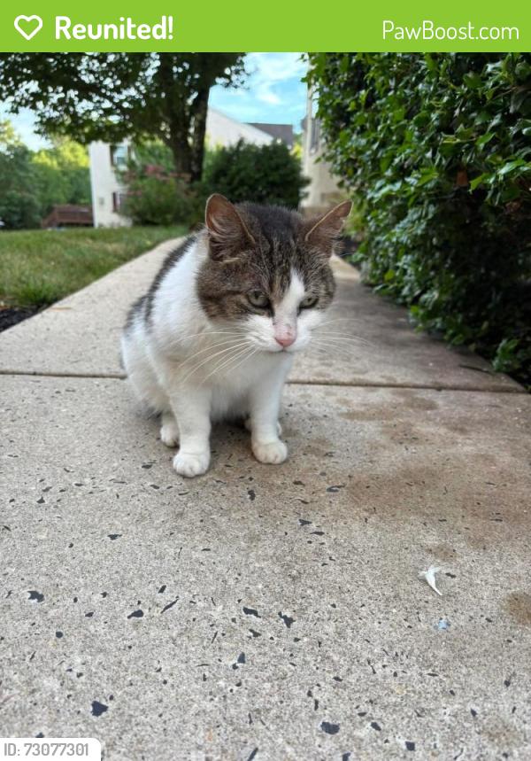 Reunited Unknown Cat last seen Skippack elementary , Collegeville, PA 19426