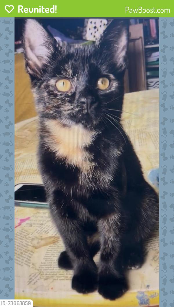 Reunited Female Cat last seen Streatham Hill Station , Greater London, England SW16 1AR