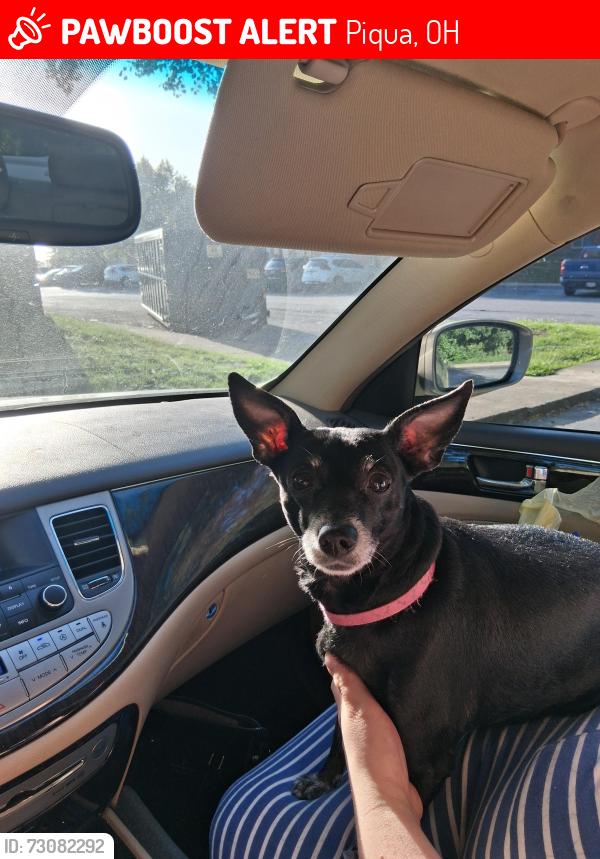 Lost Female Dog last seen Dollar general, Piqua, OH 45356