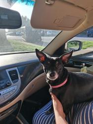 Lost Female Dog last seen Dollar general, Piqua, OH 45356