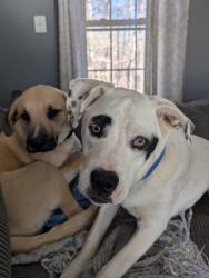 Lost Male Dog last seen Honeysuckle Rd, Prince William County, VA 20112