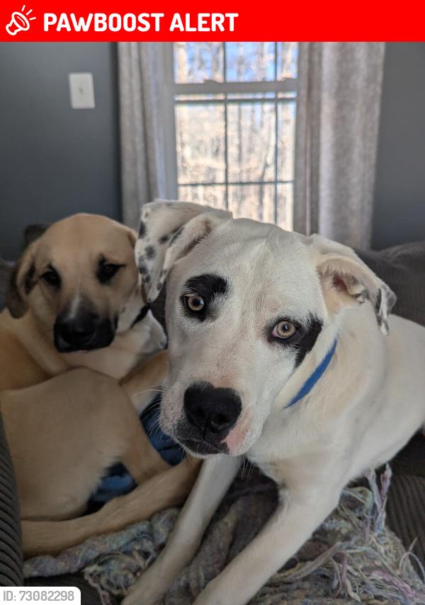 Lost Male Dog last seen Honeysuckle Rd, Prince William County, VA 20112
