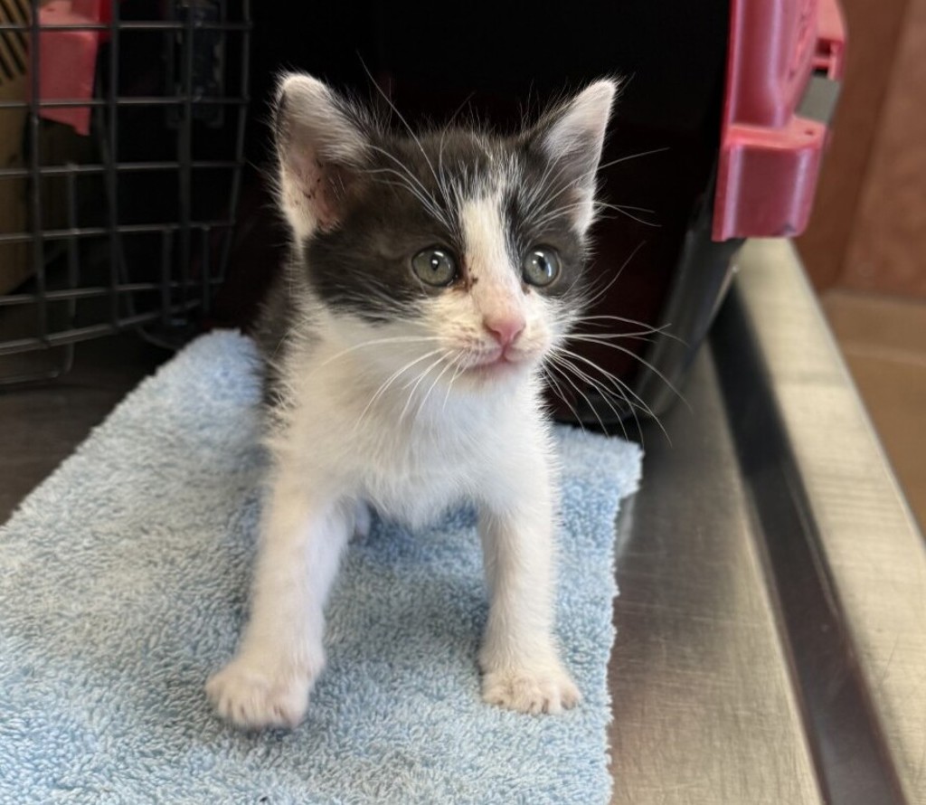 Shelter Stray Female Cat last seen Near First Street, LIVERMORE, CA, 94551, 8323 Baldwin St, Oakland, CA 94621, USA