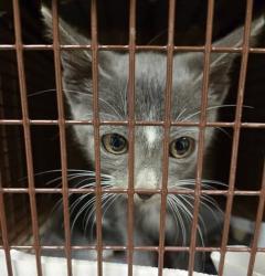 Shelter Stray Male Cat last seen Near S Lakeshore Boulevard, AUSTIN, TX, 78741, 7201 Levander Loop bldg a, Austin, TX 78702, USA
