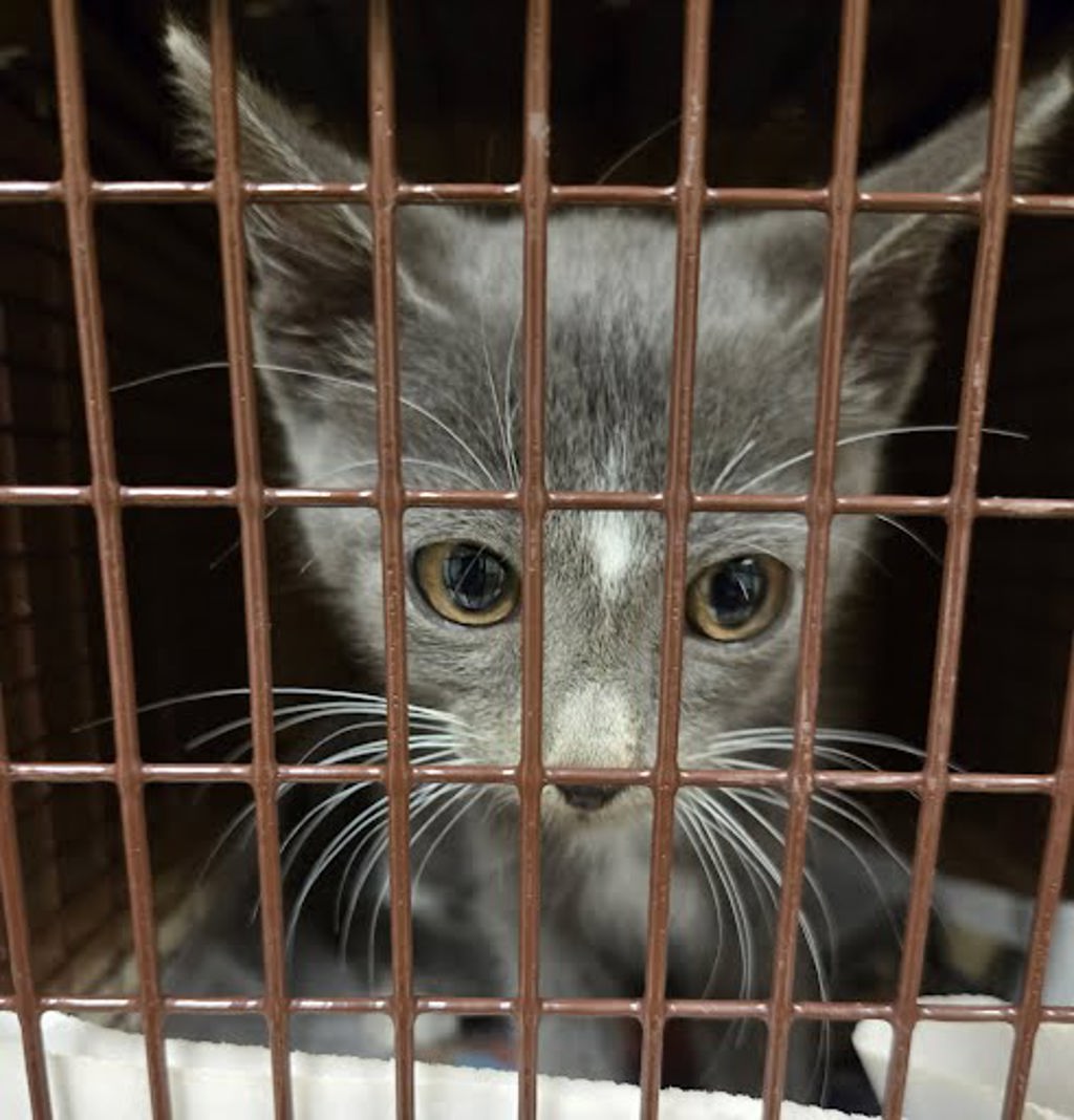 Shelter Stray Male Cat last seen Near S Lakeshore Boulevard, AUSTIN, TX, 78741, 7201 Levander Loop bldg a, Austin, TX 78702, USA