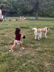 Lost Female Dog last seen New London Dr, Lynchburg, VA 24502