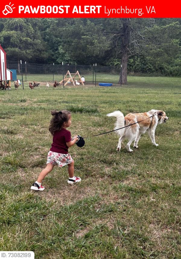 Lost Female Dog last seen New London Dr, Lynchburg, VA 24502