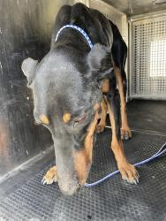 Shelter Stray Male Dog last seen Near Lund Road N, ELGIN, TX, 78621, 7201 Levander Loop bldg a, Austin, TX 78702, USA