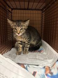 Shelter Stray Male Cat last seen Near Medical Parkway, AUSTIN, TX, 78756, 7201 Levander Loop bldg a, Austin, TX 78702, USA