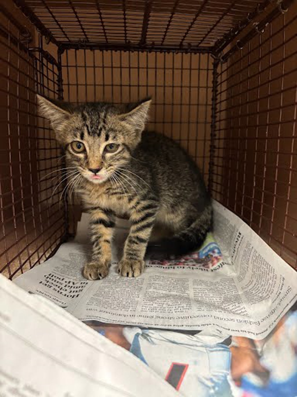 Shelter Stray Male Cat last seen Near Medical Parkway, AUSTIN, TX, 78756, 7201 Levander Loop bldg a, Austin, TX 78702, USA