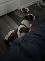 Reunited Female Dog last seen dollar general across from the train tracks, La Marque, TX 77568