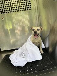 Shelter Stray Male Dog last seen Near Farm To Market 969, AUSTIN, TX, 78724, 7201 Levander Loop bldg a, Austin, TX 78702, USA