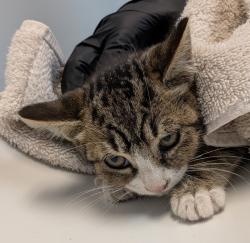 Shelter Stray Female Cat last seen Near Tebo Court, San Diego, CA, 92154, 5500 Gaines St, San Diego, CA 92110, USA